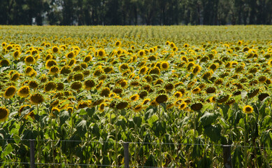Obraz premium sunflower field, oil plantation