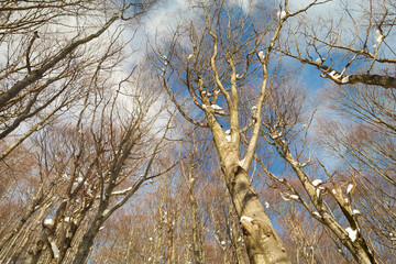 Drzewa w lesie zimą, widok na niebo. - obrazy, fototapety, plakaty