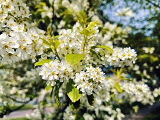 Branch of bird cherry in front of blue sky. Copy space. Flowering bird cherry tree. Macro beautiful blooming branch of bird cherry on a sunny spring day in the garden. Prunus padus L. 
