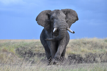 Fototapeta na wymiar Charging Bull African Elephant in the Maasai Mara