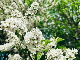 Prunus padus L., 1753. A flowering bird cherry bush in spring. Beautiful natural background. Bird Cherry Tree in Blossom. Close-up of a Flowering Prunus Avium Tree with White Little Blossoms