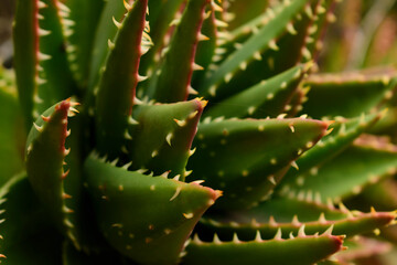 plante cacuts à Menton-France