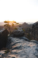 Lehnsteig Sandstein Berg mit Kiefer Baum zum Sonnenuntergang in der Sächsischen Schweiz...