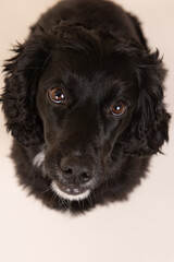 black English cocker on white background