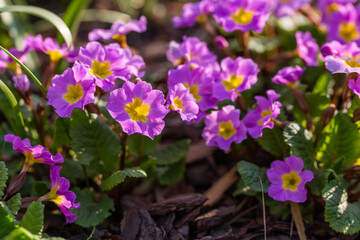 Primula flowers close up. Floral spring background. Blooming primroses in the field. Bright pink...