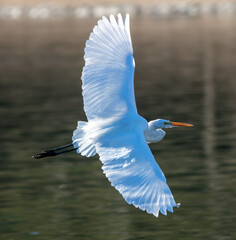 A White Snowy Egret Taking-Off on a Recreational Lake Shore with Wings Spread