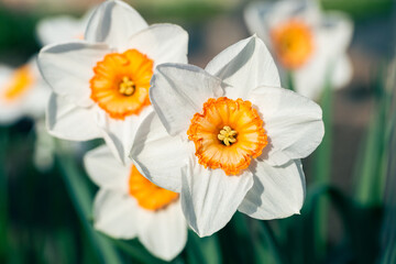 Narcissus flowers close up. Floral spring background. Blooming daffodils in the field. White flowers on a dark background. Seasonal wallpaper for design © Inna
