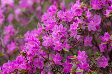 Rhododendron blossoms close up. Nature floral pink background. Purple Azalea flowers in spring....