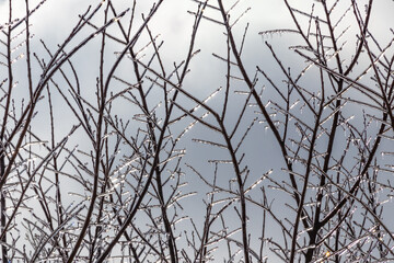 Fototapeta na wymiar Beauty in nature during winter