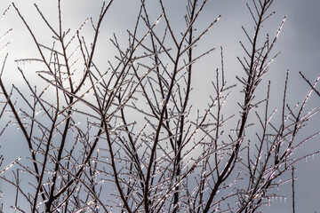 Impressive and beautiful frozen tree branches