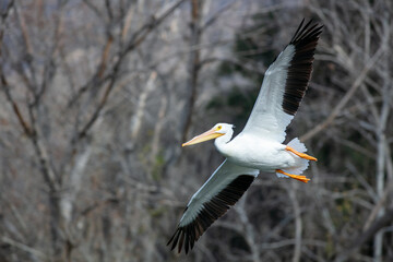 A White Pelican Landing on a Recreational Lake with Wings Spread