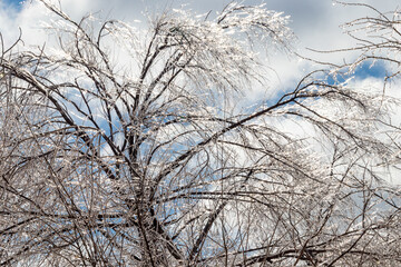 Fototapeta na wymiar Frozen branches getting sunlight