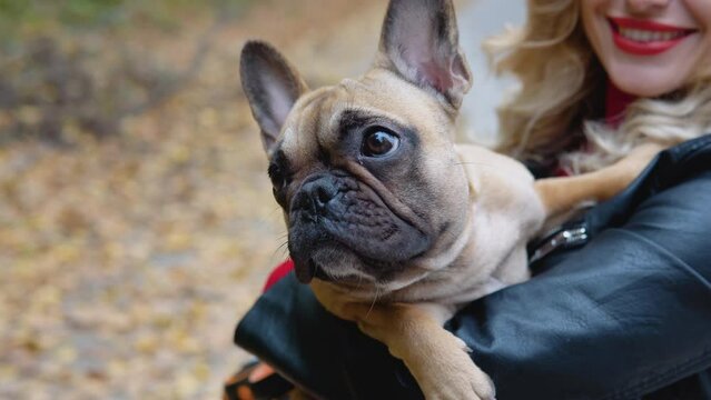 Close-up of a funny french bulldog in the arms of his owner
