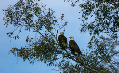 A Mated Pair of Bald Eagles Perched on a Common Branch Relaxing an Surveying their Area