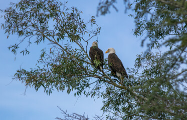 A Mated Pair of Bald Eagles Perched on a Common Branch Relaxing an Surveying their Area