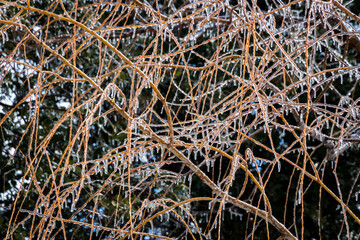 Frozen branches close up