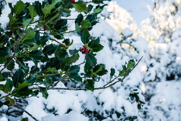 Winter berries