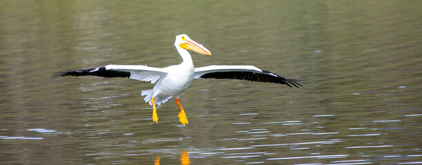 A White Pelican Landing on a Recreational Lake with Wings Spread