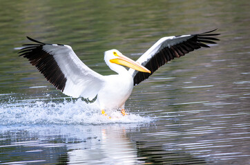 A White Pelican Landing on a Recreational Lake with Wings Spread