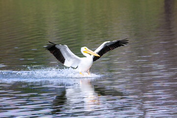Fototapeta na wymiar A White Pelican Landing on a Recreational Lake with Wings Spread