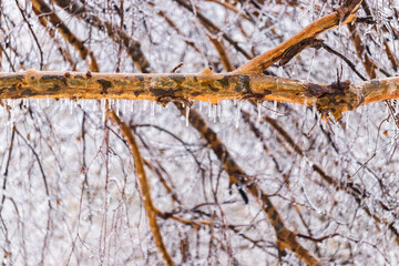 Frozen branches with icicles