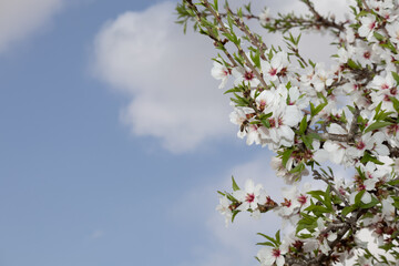 Almond tree flowers with copy space. Spring white flowers on a tree branch. Almond tree in bloom.