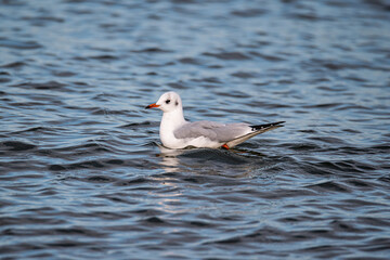 Black headed gull swimming in the Baltic Sea. Adult bird in the winter plumage. Silence by the sea in a winter nostalgic mood.