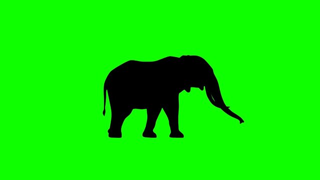 Walking elephant, animation on the green background (seamless loop)