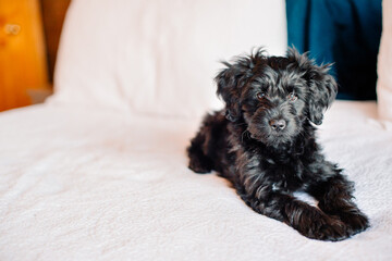 A black goldendoodle puppy sits on a white bed