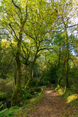 Beautiful country road among trees and more vegetation