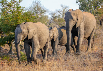 Fototapeta na wymiar African elephants in herd move through the bushes, feeding on the leaves of plants.