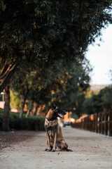 Belgian Malinois at Sunset