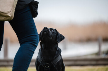 junge schwarze Labradorhündin bekommt ein Kommando und wartet auf eine Belohnung