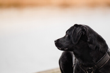 niedliche reinrassige Labradorhündin, schwarzer Hund mit Geschirr