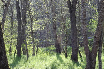 trees in the forest