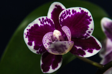 Portrait of Orchids Close Up Macro Photography Flower Blossom