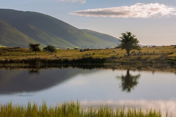 Tewet Tarn and beyond, across the Greta Valley, Blencathra, near Keswick, Lake District, Cumbria, UK, on a peaceful early Summer's morning