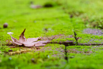 Close-up of Fallen Maple Leaf on Stove Pavers Covered in Vibrant Green Moss
