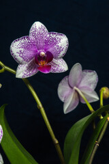 Portrait of Orchids 