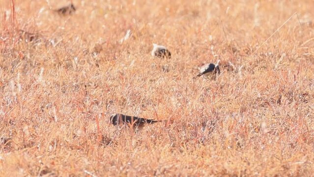 Closeup shot of Dark-eyed junco on ground