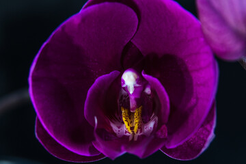 Portrait of Orchids Close Up Macro Photography Flower Blossom with Black Background	