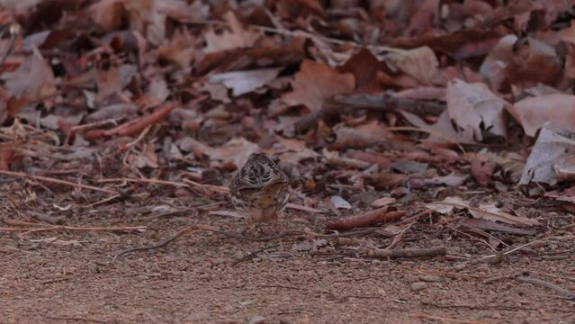 Closeup shot of Dark-eyed junco on ground