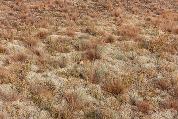 Sand-Trockenrasen mit Silbergras (Corynephorus canescens) und Flechten ((Cladonia) auf den Binnendünen bei Klein Schmölen, Dömitz  in Mecklenburg-Vorpommern. Silbergrasflur.