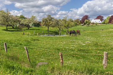 Pferdekoppel mit blühenden Obstbäumen (Streuobstwiese) und einem Teich bei Dosenbek, einem Weiler in Bothkamp in Schleswig-Holstein......... © Thorsten Schier
