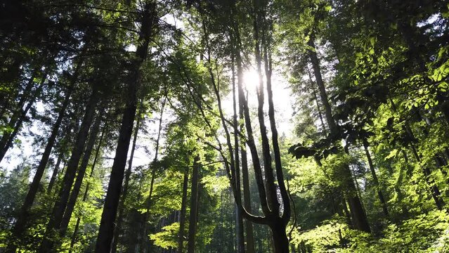 Wandern und entspannen im Fr&uuml;hling im Wald. H&ouml;he gr&uuml;ne B&auml;ume, frische gr&uuml;ne Bl&auml;tter. Sonniger Tag mit Sonnenstrahlen durch die &Auml;ste. Meditieren inmitten der Natur in Bayern Alpen, Deutschland, Europe.