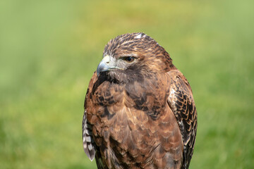 Harris's Buzzard - Parabuteo unicinctus closeup portrait, natural background