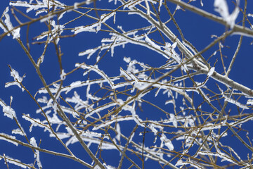 snow on tree branches in winter. snowflakes. snowy tree branches. 