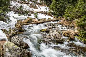 stream in the forest, spring, High Tatras, Slovakia, Europe