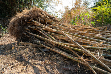 Bamboo, Dig bamboo tree cut root for use to plant