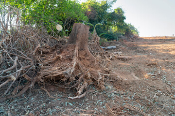 Fototapeta premium Dig a tree root Fallen tree. Torn tree root. a torn tree with roots from under the ground lies on the ground in leaves. trees are getting brutally killed and torned apart trashing the roots, branch